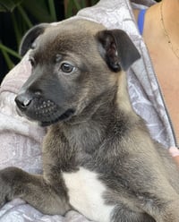 Sable - Photo 3