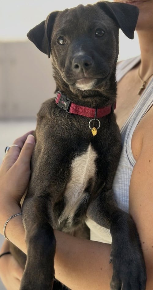 SABLE - Terrier available for adoption