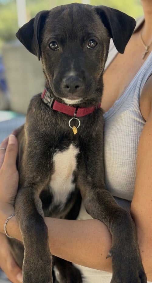 SABLE - Terrier available for adoption