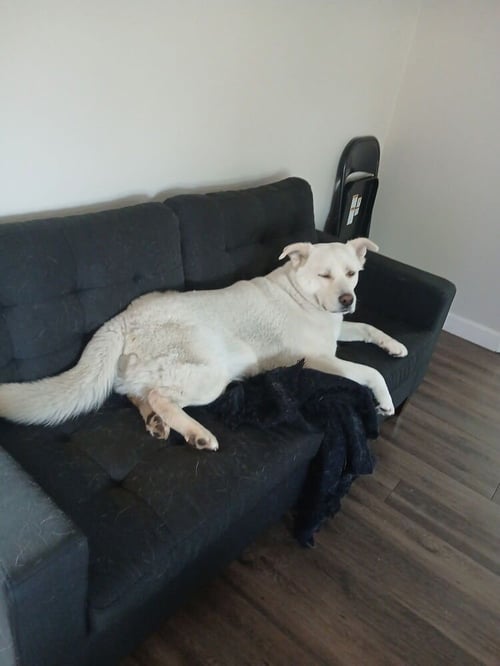 SNOW - Labrador Retriever / Akita available for adoption