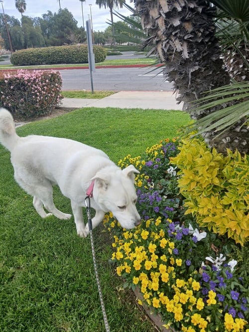 SNOW - Labrador Retriever / Akita available for adoption