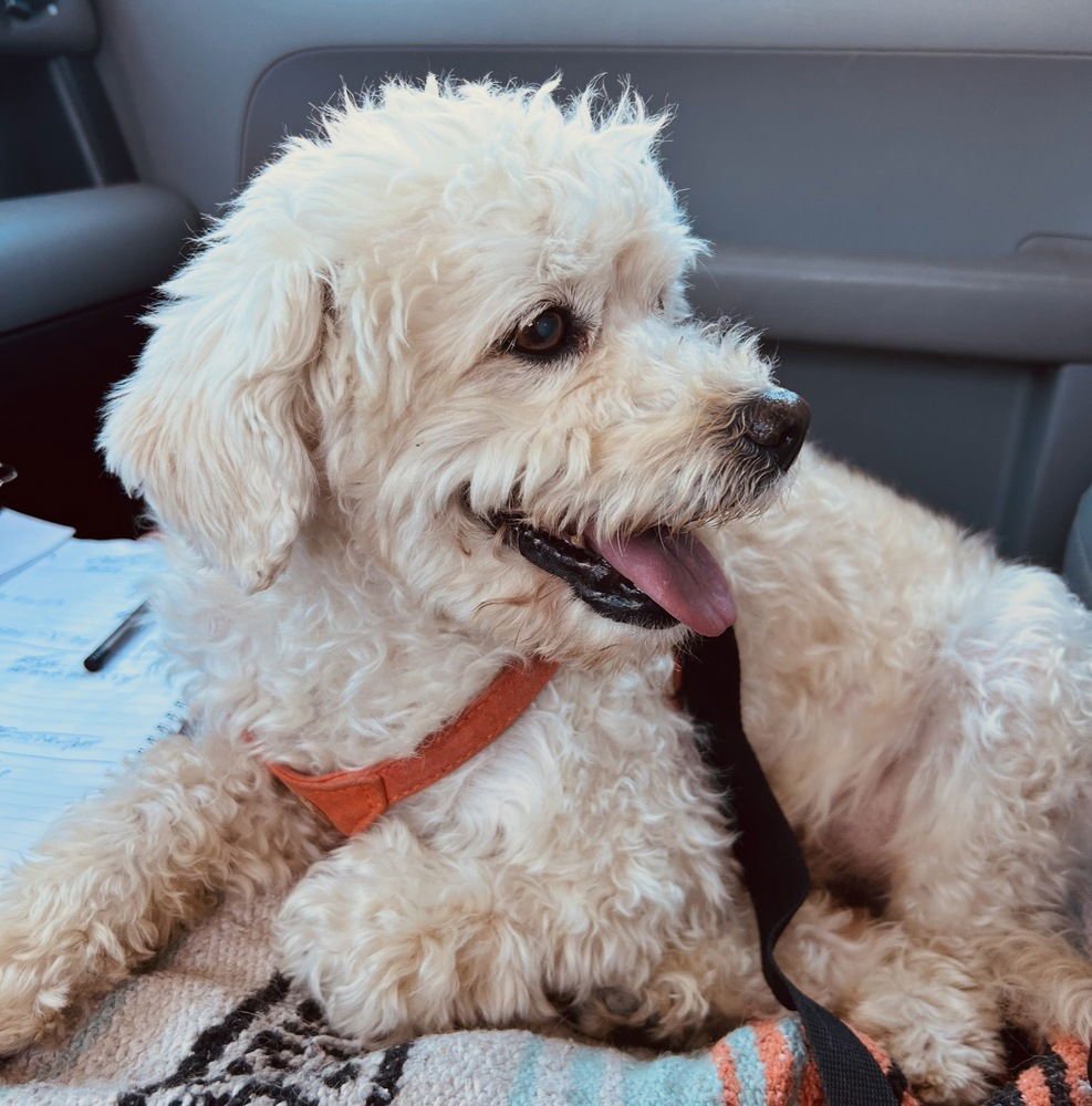 BILLIE OCEAN - Poodle (Miniature) available for adoption