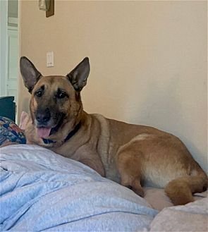 GRIZZLY - German Shepherd Dog available for adoption
