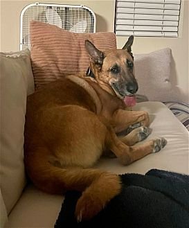 GRIZZLY - German Shepherd Dog available for adoption