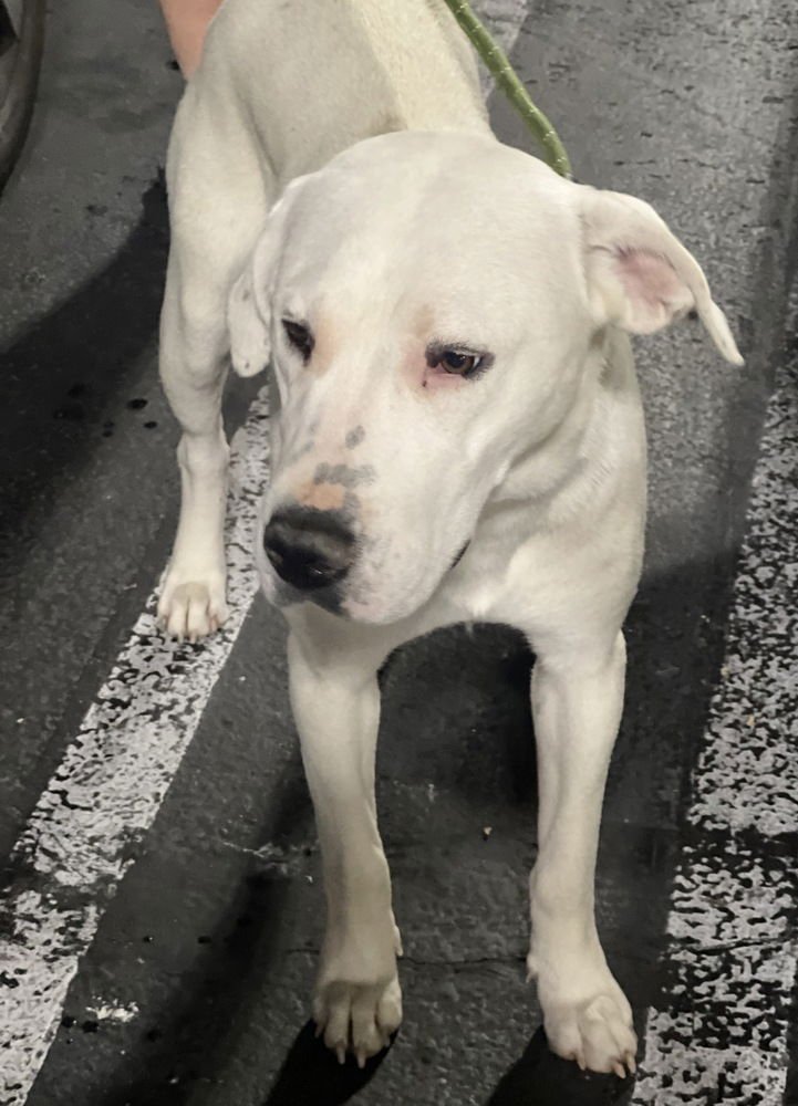 GRACE - American Staffordshire Terrier available for adoption