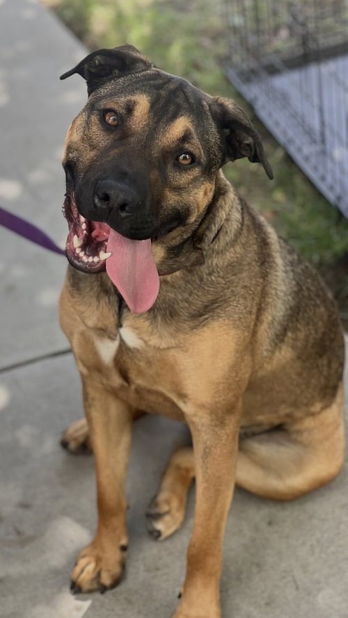 DUKE - Shepherd / Beagle available for adoption