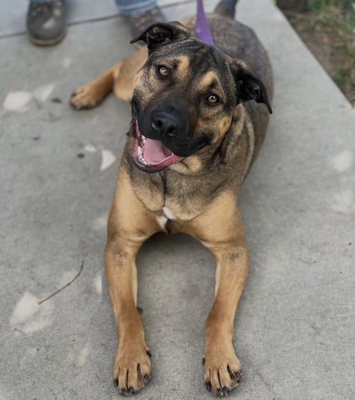 DUKE - Shepherd / Beagle available for adoption