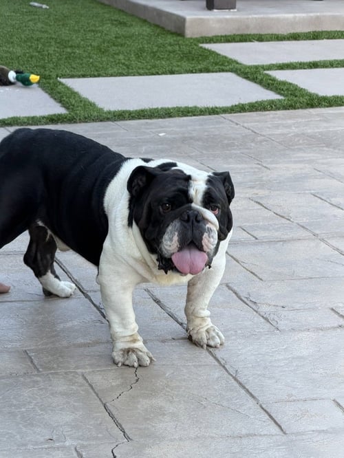 CHURRO - English Bulldog available for adoption