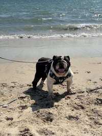 Churro - Photo 1