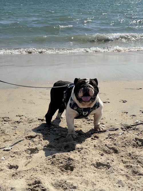 CHURRO - English Bulldog available for adoption