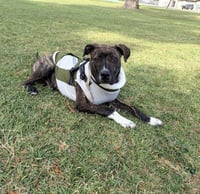 Lennox - Photo 3