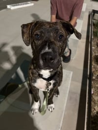 Lennox - Photo 4