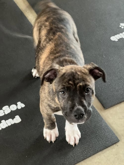 LENNOX - Boxer available for adoption