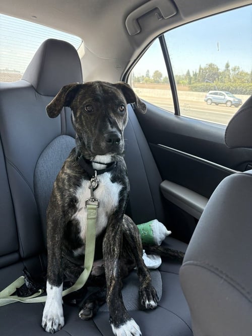 LENNOX - Boxer available for adoption