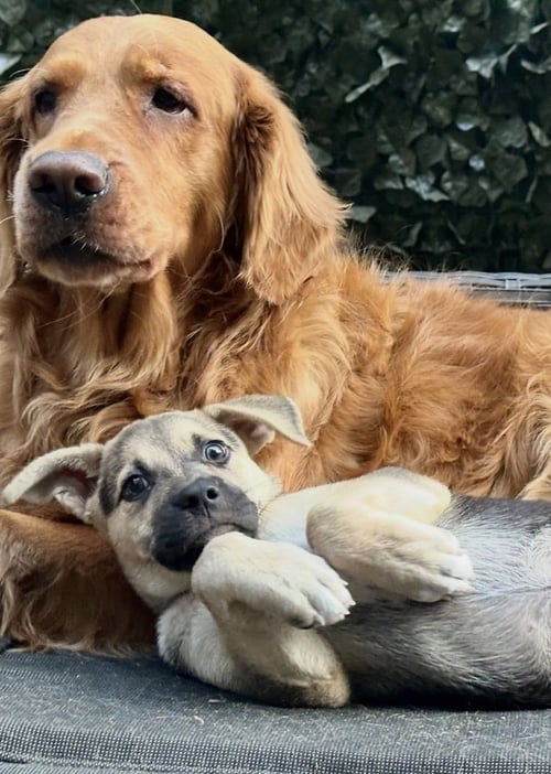 LUCY - Shepherd / Labrador Retriever available for adoption