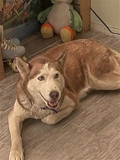 COCO - Husky available for adoption