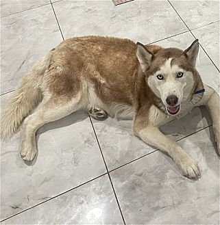 COCO - Husky available for adoption