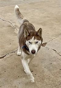 Coco - Photo 4