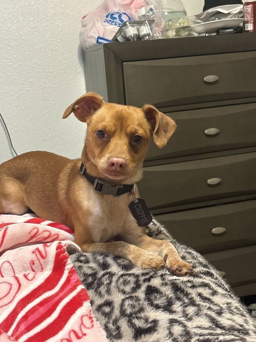 CHIP - Chihuahua available for adoption