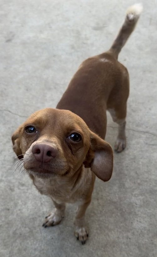 CHIP - Chihuahua available for adoption