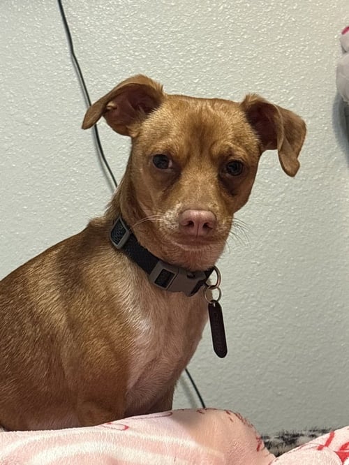 CHIP - Chihuahua available for adoption