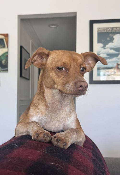 CHIP - Chihuahua available for adoption
