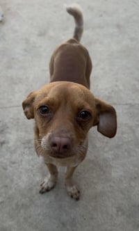 Chip - Photo 4