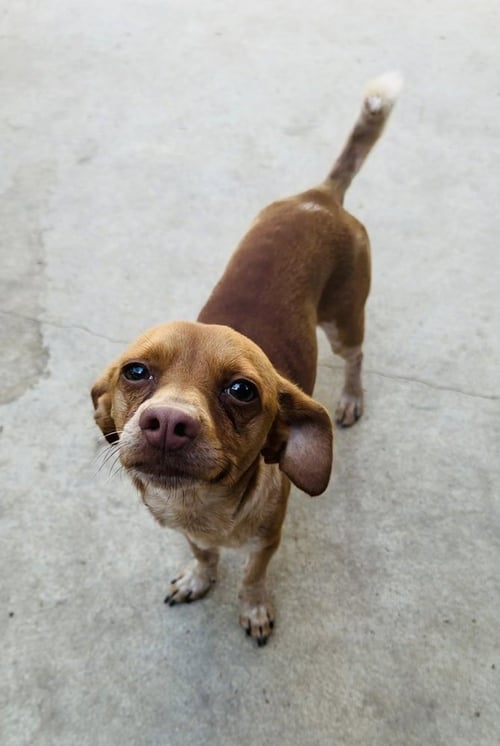 CHIP - Chihuahua available for adoption