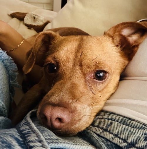 CHIP - Chihuahua available for adoption