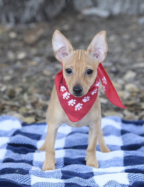 SCOTTY - Chihuahua available for adoption