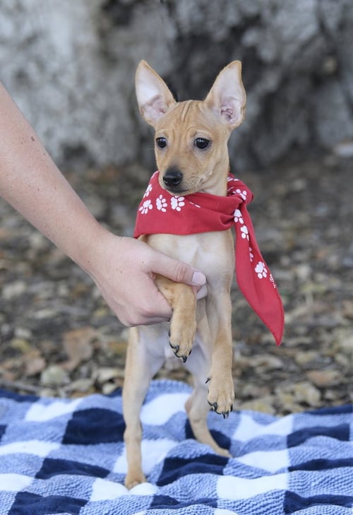 SCOTTY - Chihuahua available for adoption