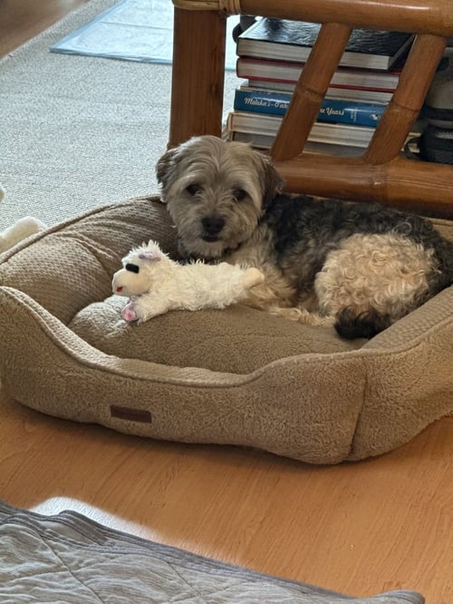 RAZ - Yorkshire Terrier Yorkie / Poodle (Miniature) available for adoption