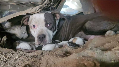 COOKIE - American Staffordshire Terrier available for adoption
