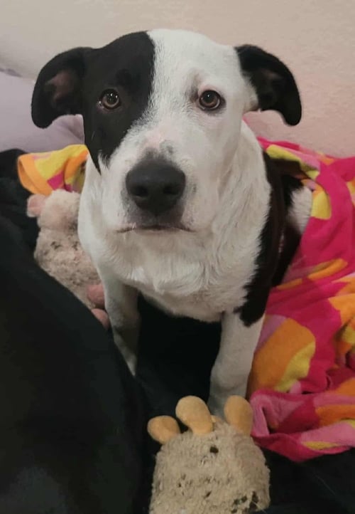 COOKIE - American Staffordshire Terrier available for adoption