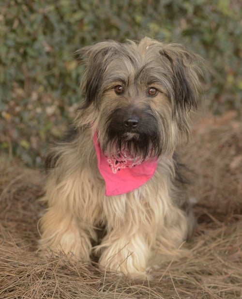 ELLA AND SHELBY - Terrier available for adoption