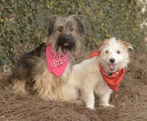 ELLA AND SHELBY - Terrier available for adoption