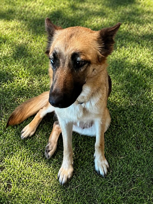 MIA - German Shepherd Dog available for adoption