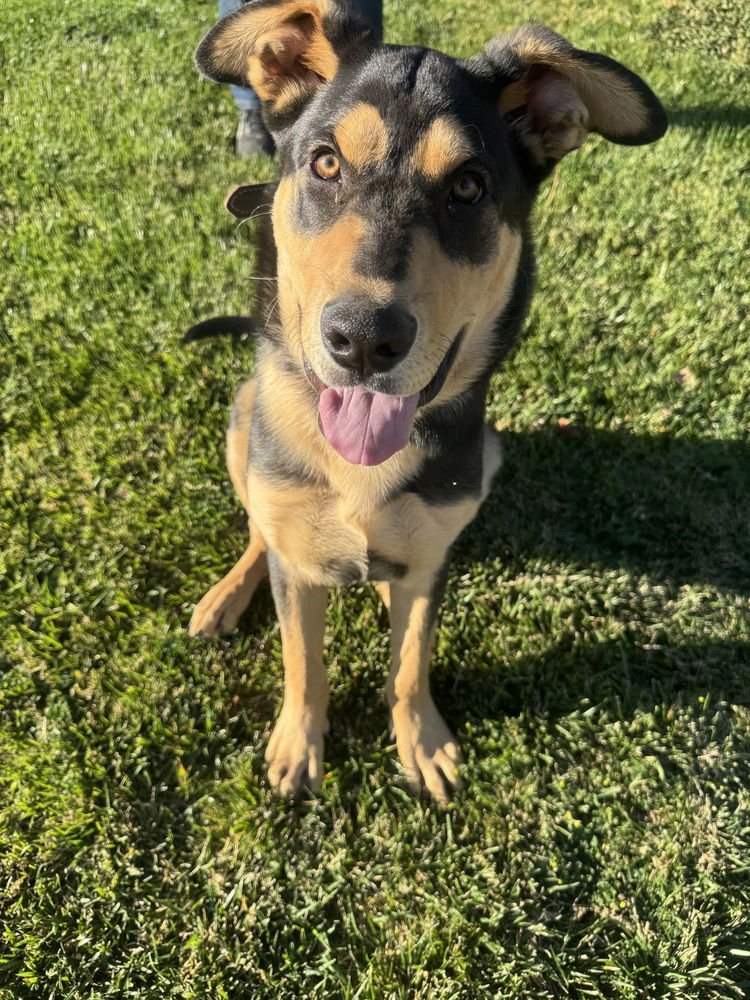 CHARLEY - German Shepherd Dog / Rottweiler available for adoption