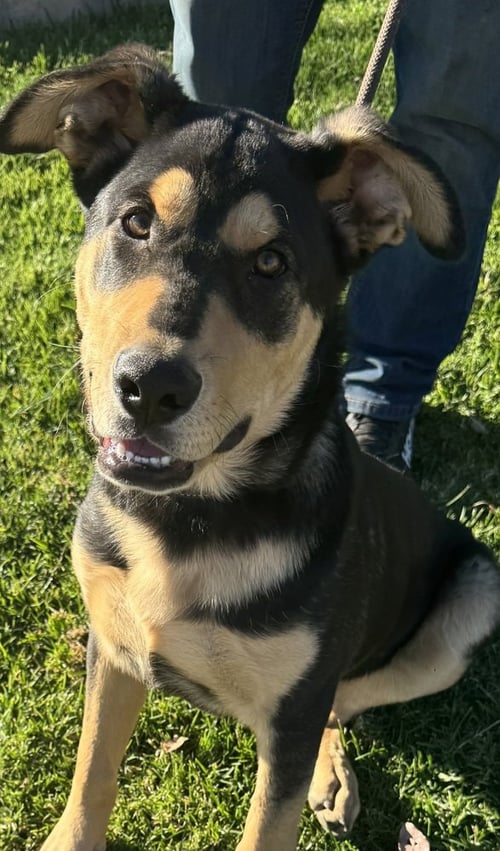 CHARLEY - Rottweiler / German Shepherd Dog available for adoption