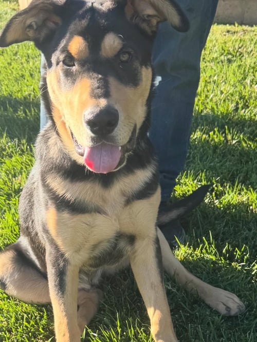 CHARLEY - Rottweiler / German Shepherd Dog available for adoption