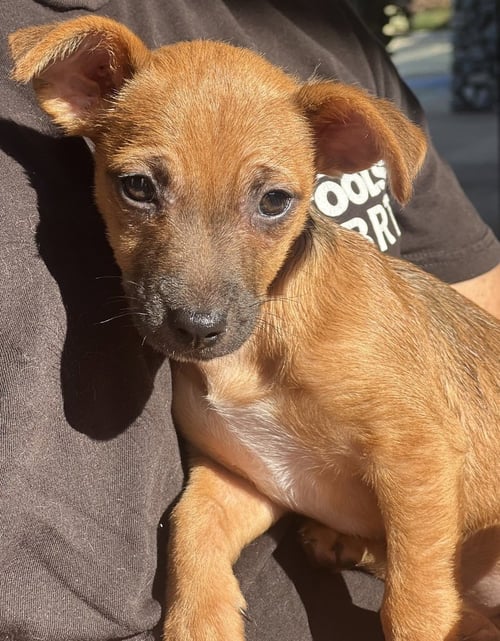 HAZEL - Chihuahua available for adoption