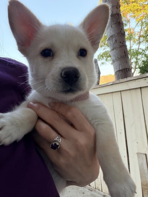 MERCEDES - Corgi / Terrier available for adoption