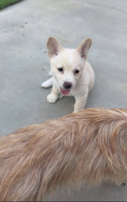 MERCEDES - Corgi / Terrier available for adoption
