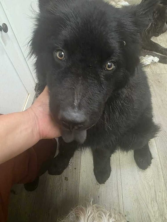 BEAR Image