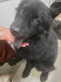 BEAR - Photo 2