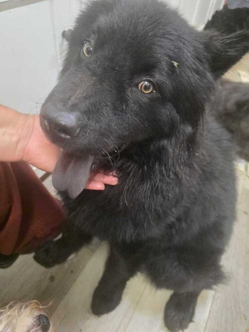 BEAR - Chow Chow available for adoption