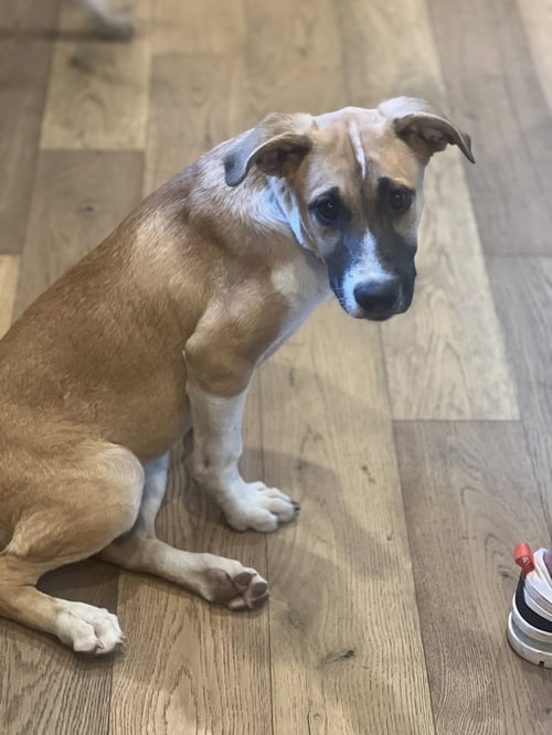 RICKY - Shepherd available for adoption