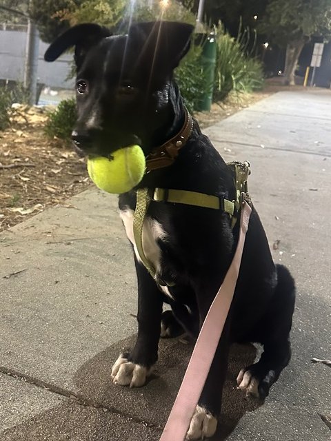 OREO - Border Collie available for adoption