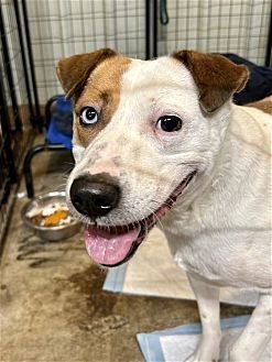 POPPY - Terrier / Hound available for adoption