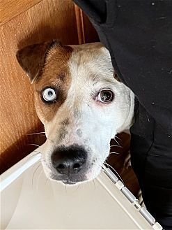 POPPY - Terrier / Hound available for adoption